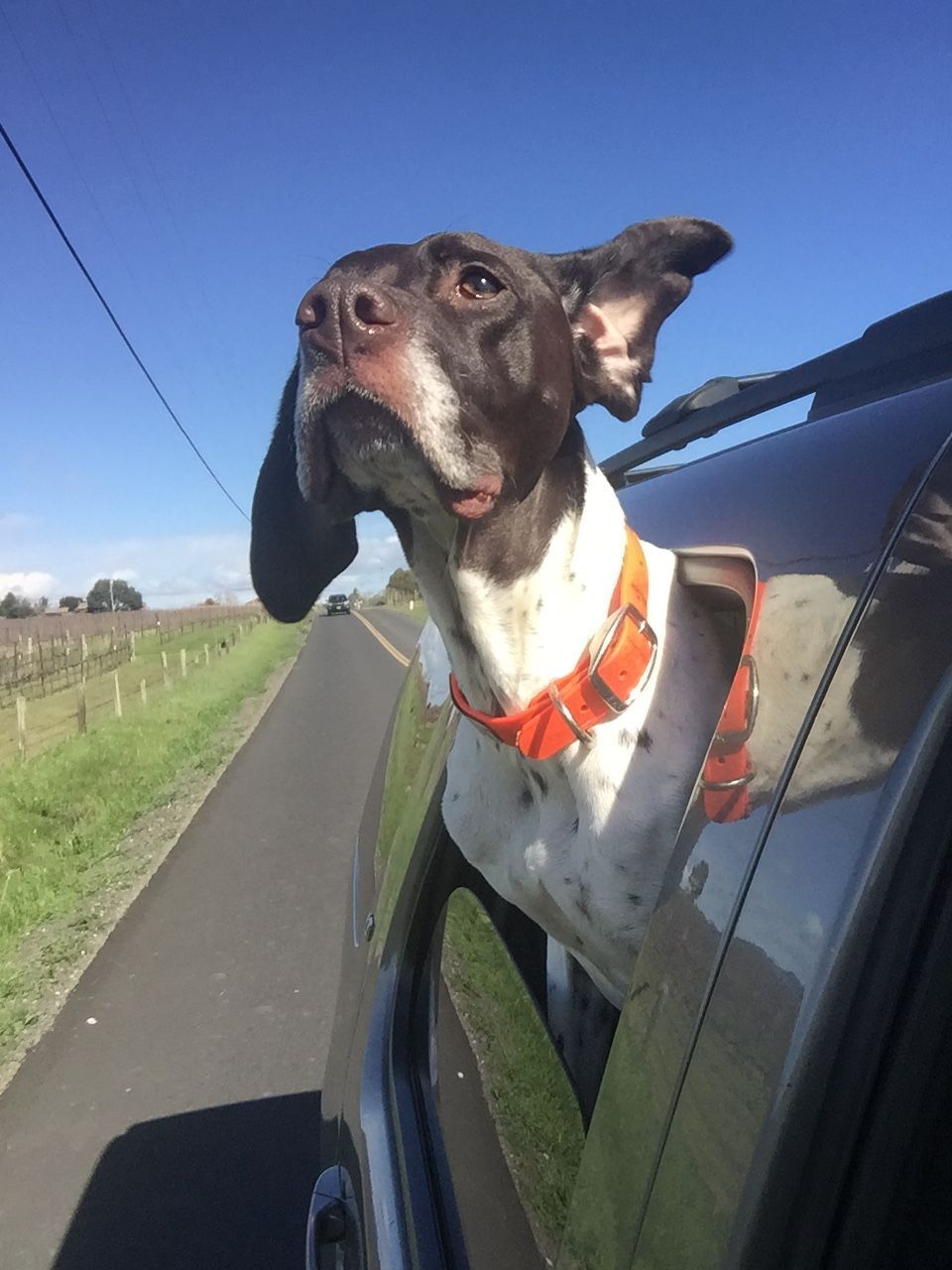 Harley
